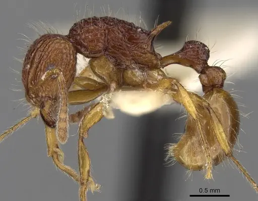 Tetramorium pilosum specimen CASENT0280881 image casent0280881_3