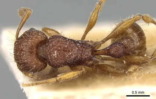 Tetramorium pilosum specimen CASENT0281188 image casent0281188_1