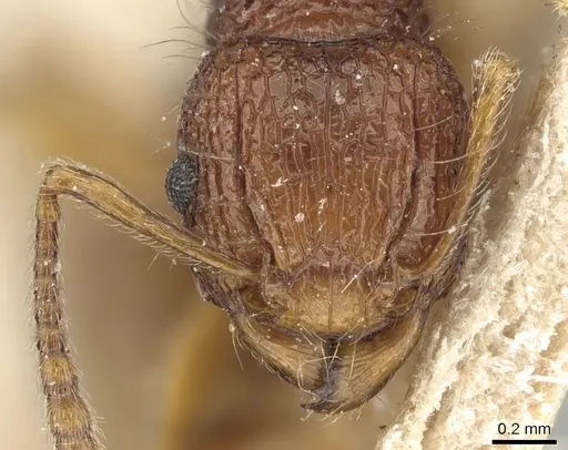Tetramorium pilosum specimen CASENT0281188 image casent0281188_2