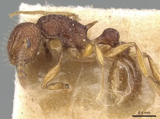 Tetramorium pilosum specimen CASENT0281188 image casent0281188_3