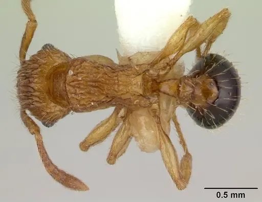 Tetramorium pinnipilum specimen CASENT0178321 image casent0178321_1