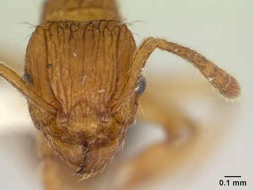 Tetramorium pinnipilum specimen CASENT0178321 image casent0178321_2