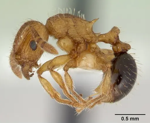 Tetramorium pinnipilum specimen CASENT0178321 image casent0178321_3