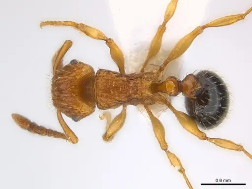 Tetramorium pinnipilum specimen CASENT0217066 image casent0217066_1