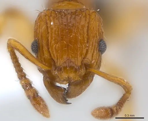 Tetramorium pinnipilum specimen CASENT0217066 image casent0217066_2