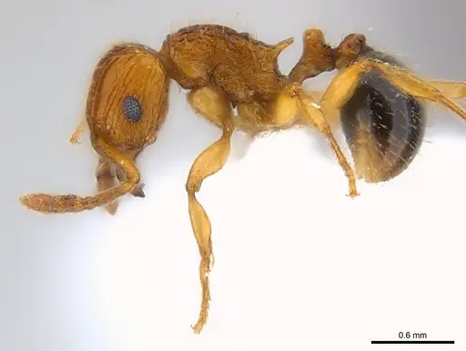 Tetramorium pinnipilum specimen CASENT0217066 image casent0217066_3