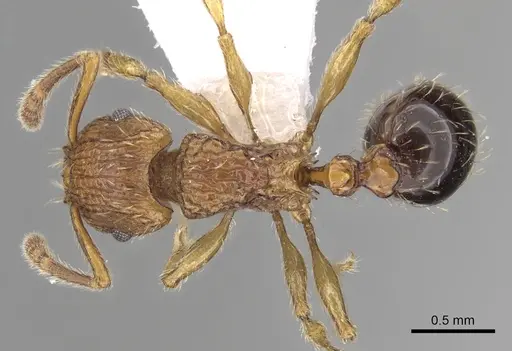 Tetramorium pinnipilum specimen CASENT0217230 image casent0217230_1