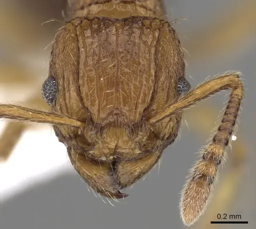 Tetramorium pinnipilum specimen CASENT0217230 image casent0217230_2