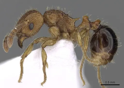 Tetramorium pinnipilum specimen CASENT0217230 image casent0217230_3