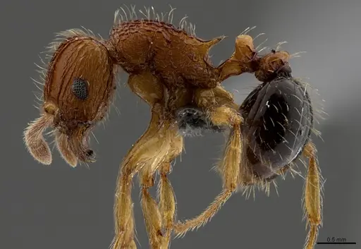 Tetramorium pinnipilum specimen CASENT0367088 image casent0367088_1