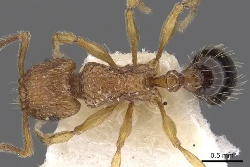 Tetramorium pinnipilum specimen CASENT0901158 image casent0901158_1