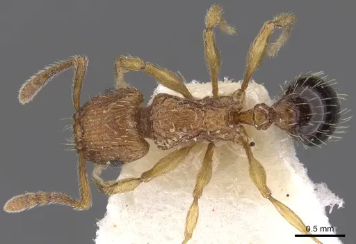 Tetramorium pinnipilum specimen CASENT0901158 image casent0901158_2