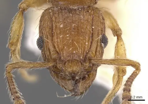 Tetramorium pinnipilum specimen CASENT0901158 image casent0901158_3