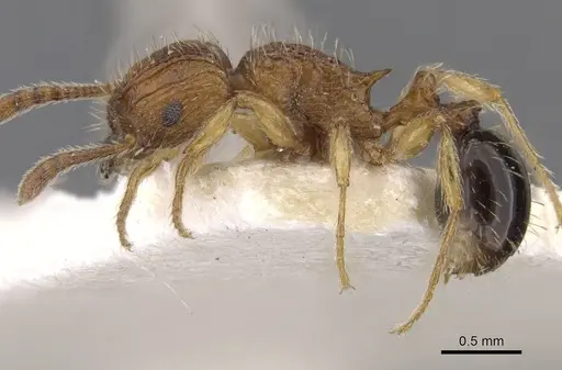 Tetramorium pinnipilum specimen CASENT0901158 image casent0901158_4
