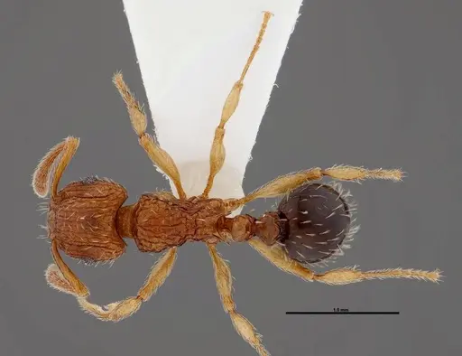 Tetramorium pinnipilum specimen FMNHINS0000047315 image fmnhins0000047315_1