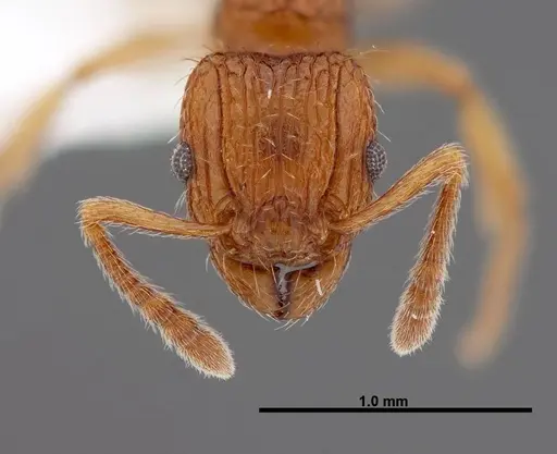 Tetramorium pinnipilum specimen FMNHINS0000047315 image fmnhins0000047315_2