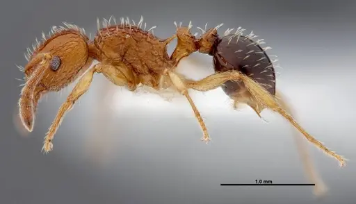 Tetramorium pinnipilum specimen FMNHINS0000047315 image fmnhins0000047315_3