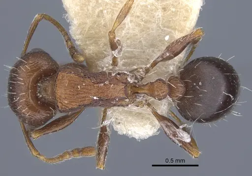 Tetramorium pisarskii specimen CASENT0917246 image casent0917246_1