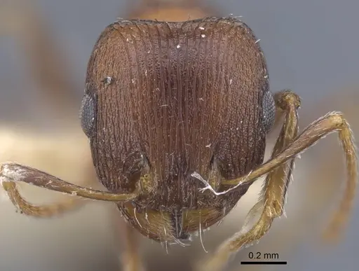 Tetramorium pisarskii specimen CASENT0917246 image casent0917246_2