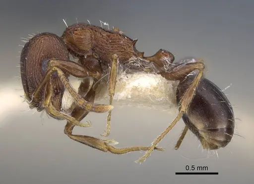 Tetramorium pisarskii specimen CASENT0917246 image casent0917246_3