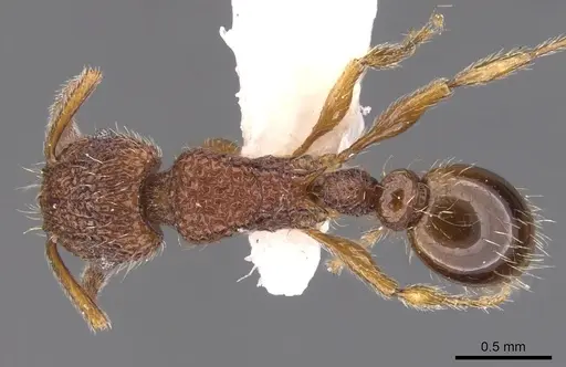 Tetramorium placidum specimen CASENT0901046 image casent0901046_1
