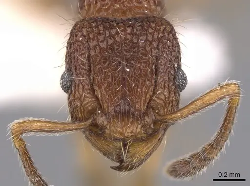 Tetramorium placidum specimen CASENT0901046 image casent0901046_2