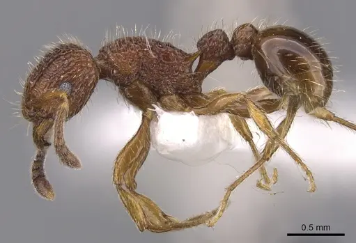 Tetramorium placidum specimen CASENT0901046 image casent0901046_3