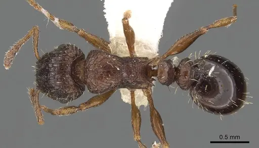 Tetramorium platynode specimen CASENT0901117 image casent0901117_1