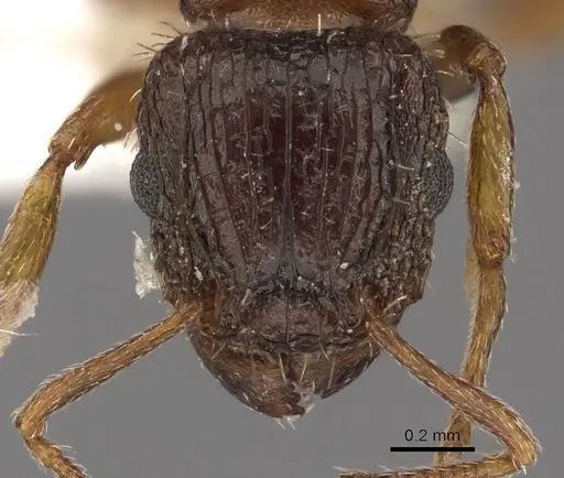 Tetramorium platynode specimen CASENT0901117 image casent0901117_2