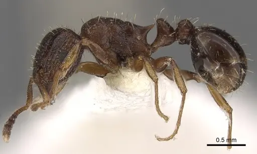 Tetramorium platynode specimen CASENT0901117 image casent0901117_3