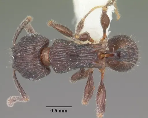 Tetramorium pleganon specimen CASENT0102399 image casent0102399_1