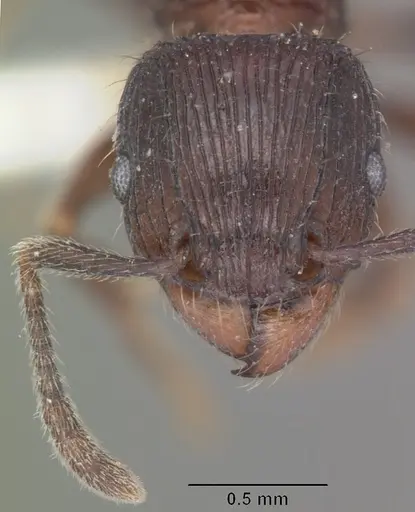 Tetramorium pleganon specimen CASENT0102399 image casent0102399_2