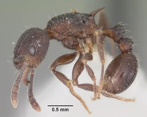 Tetramorium pleganon specimen CASENT0102399 image casent0102399_3