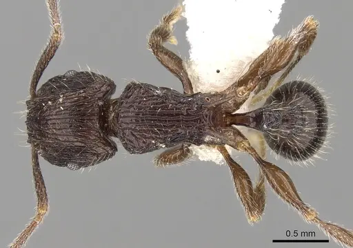 Tetramorium pleganon specimen CASENT0280587 image casent0280587_1