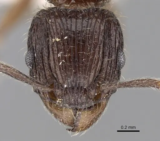 Tetramorium pleganon specimen CASENT0280587 image casent0280587_2