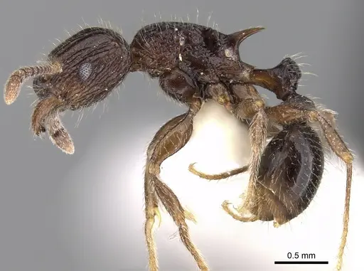 Tetramorium pleganon specimen CASENT0280587 image casent0280587_3