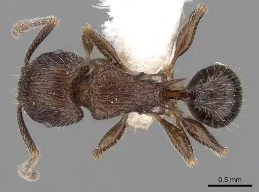 Tetramorium pleganon specimen CASENT0280588 image casent0280588_1