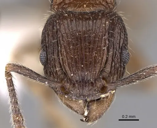 Tetramorium pleganon specimen CASENT0280588 image casent0280588_2