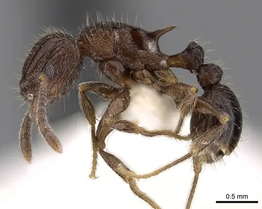 Tetramorium pleganon specimen CASENT0280588 image casent0280588_3