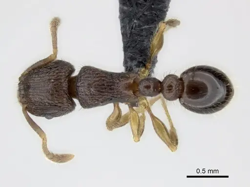 Tetramorium plesiarum specimen CASENT0036474 image casent0036474_1