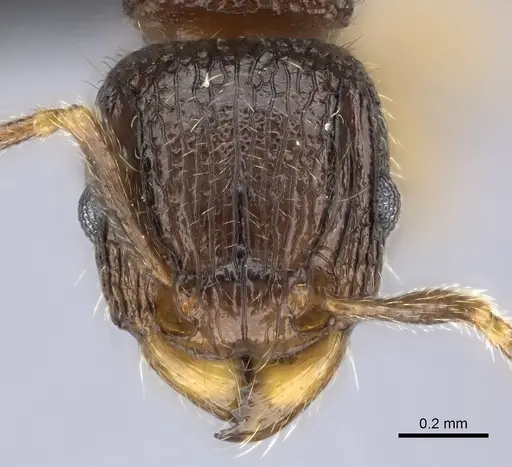 Tetramorium plesiarum specimen CASENT0036474 image casent0036474_2
