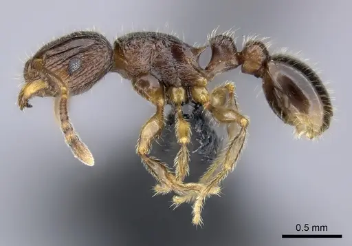 Tetramorium plesiarum specimen CASENT0036474 image casent0036474_3