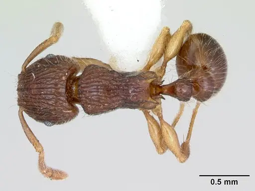 Tetramorium plesiarum specimen CASENT0172831 image casent0172831_1
