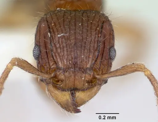 Tetramorium plesiarum specimen CASENT0172831 image casent0172831_2