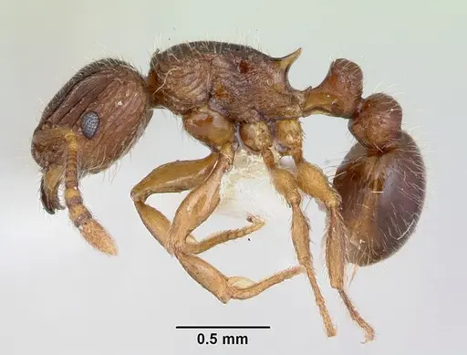 Tetramorium plesiarum specimen CASENT0172831 image casent0172831_3