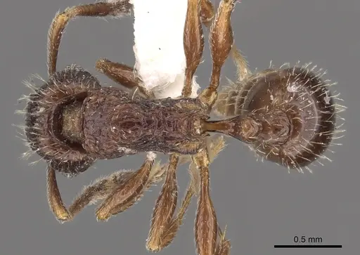 Tetramorium plumosum specimen CASENT0901186 image casent0901186_1