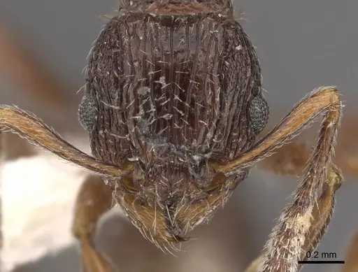Tetramorium plumosum specimen CASENT0901186 image casent0901186_2