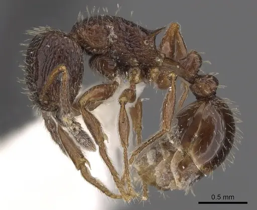 Tetramorium plumosum specimen CASENT0901186 image casent0901186_3