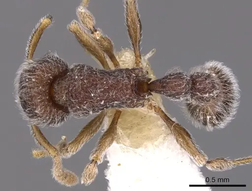 Tetramorium pnyxis specimen CASENT0901061 image casent0901061_1