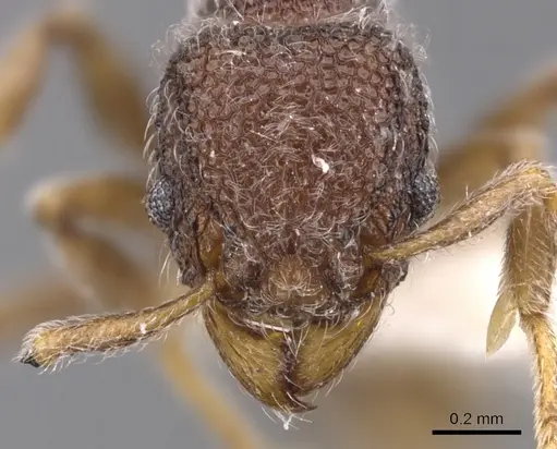 Tetramorium pnyxis specimen CASENT0901061 image casent0901061_2